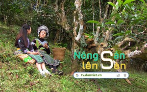 NÔNG SẢN LÊN SÀN: Chiêm ngưỡng những cây chè Shan Tuyết cổ thụ 400 năm tuổi ở Suối Giàng