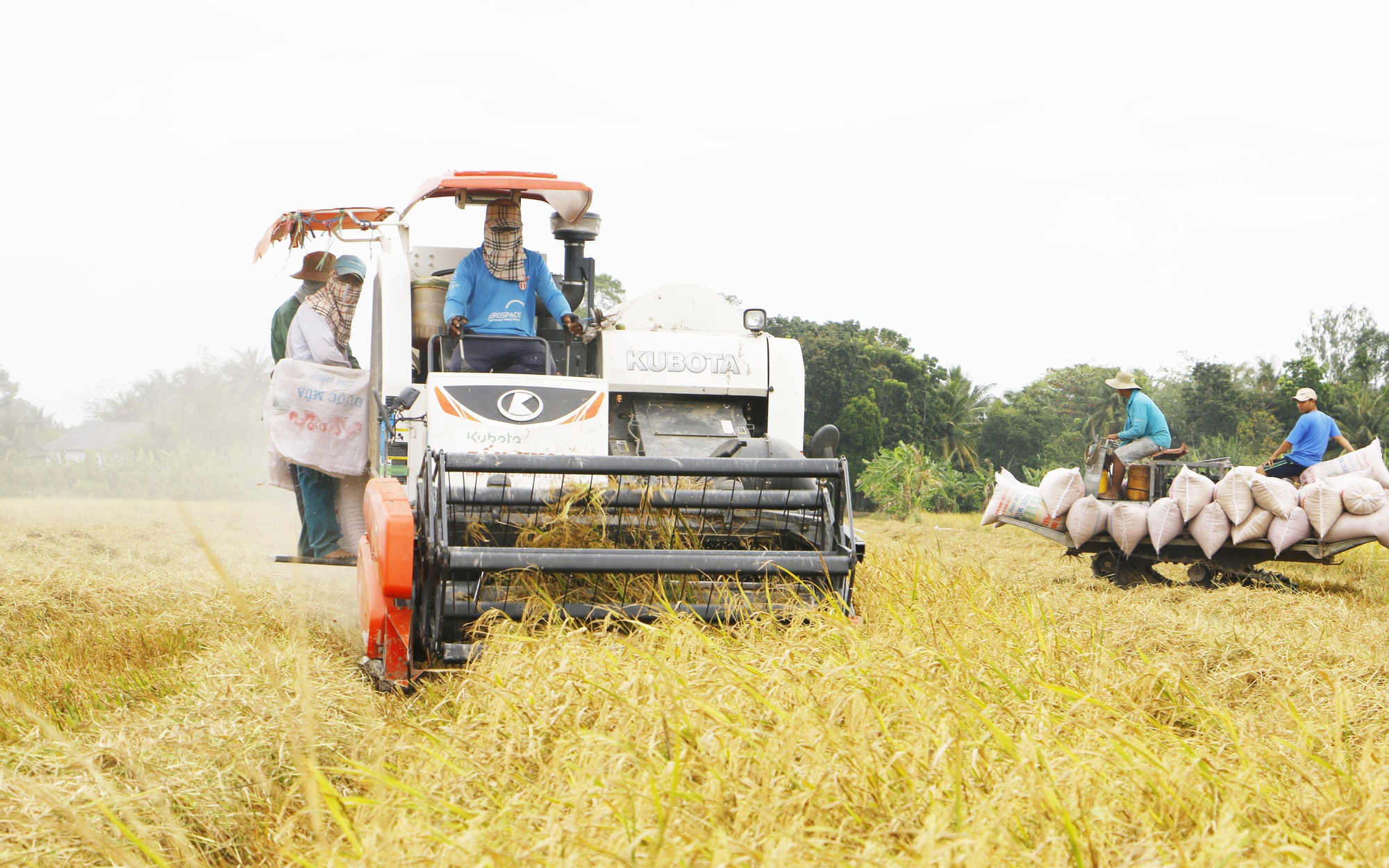 Đề án 1 triệu ha lúa chất lượng cao: Đầu tư 40.000 tỷ đồng, nông dân được vay vốn không cần thế chấp