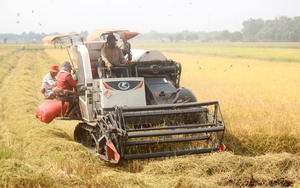 Xuất khẩu gạo có nhiều tín hiệu khả quan nhưng thương nhân muốn được tháo gỡ nhiều vướng mắc