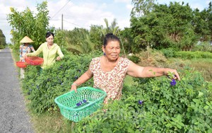 Tuyến đường hoa nông thôn mới ở Trà Vinh trồng loài hoa này vừa đẹp như phim lại hái bán ra tiền