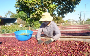 Xuất hiện thông tin sản lượng tồn kho toàn cầu giảm, giá cà phê lập tức tăng mạnh