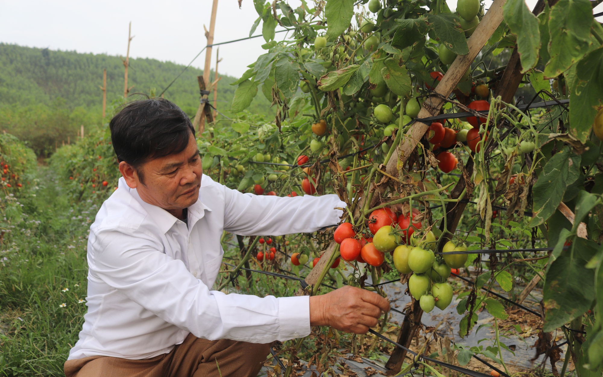 Sức hút từ Phong trào Nông dân thi đua sản xuất, kinh doanh giỏi ở Hòa Bình