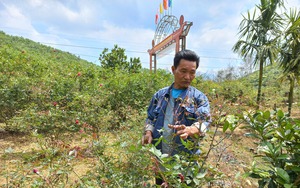 Nông dân trồng chè dây Ra zéh làm nước uống, hoá ra là cây dược liệu quý, nhiều người muốn mua