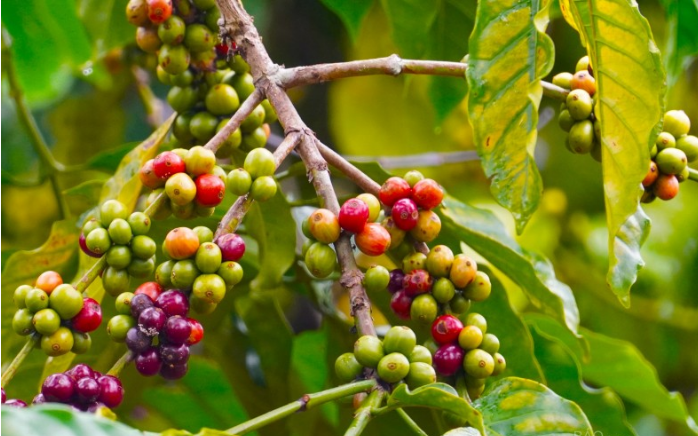 Giá cà phê duy trì xu hướng trái chiều, cà phê nội vượt 48.000 đồng/kg