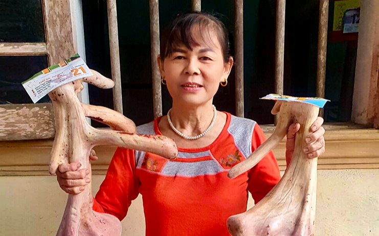 Một cặp nhung hươu Hương Sơn ở Hà Tĩnh nặng gần 4kg, giá bán lên tới 44 triệu đồng