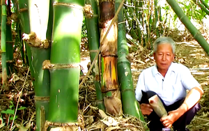 Trồng “cây trăm đốt” làm thức ăn, làm thuốc, ông nông dân Bà Rịa-Vũng Tàu cắt không kịp bán