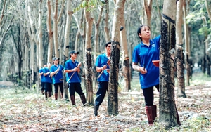 Trồng cao su đạt chứng chỉ rừng bền vững được doanh nghiệp đưa vào "tầm ngắm"