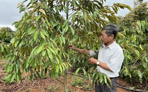 Chặt hồ tiêu, cà phê, trồng sầu riêng, chanh dây, mạnh ai nấy làm, chạy theo phong trào ở Tây Nguyên