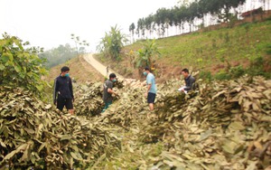 Trồng rừng cây quý bán từ lá tới vỏ, tới mùa thương lái đổ về thu mua, nông dân thu tiền tươi