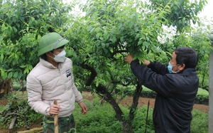 Nông dân vùng cao giàu lên từ cây ăn quả