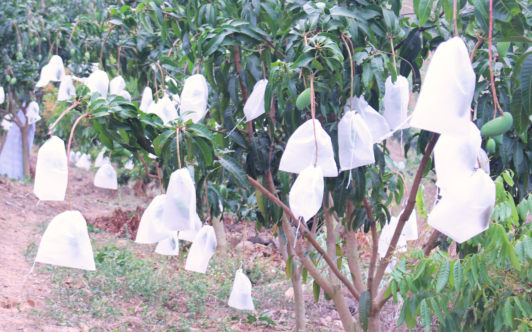 Sơn La: Bao trái cây để hướng xuất khẩu