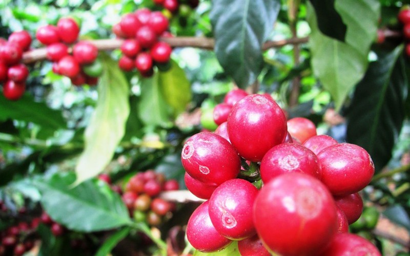 Nguồn cung giảm trong ngắn hạn, giá cà phê tăng mạnh