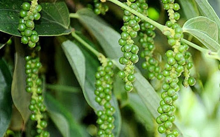 Cung dồi dào, giá hạt tiêu sẽ tiếp tục giảm? 