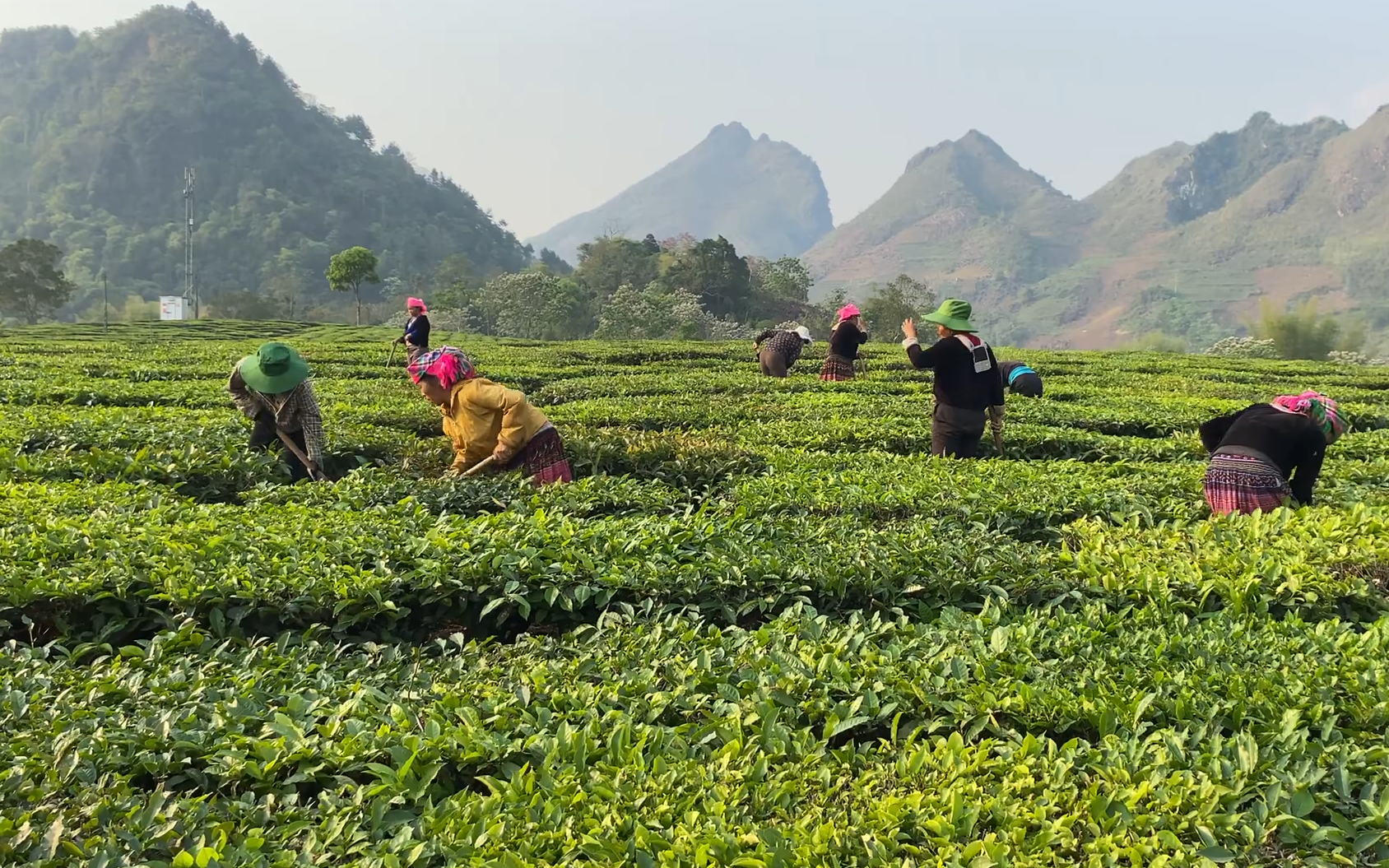 Liên kết sản xuất khép kín giúp nông dân trồng chè ở Lai Châu tăng thu nhập hẳn lên