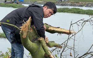 TT-Huế: Làm rõ trách nhiệm chủ đầu tư dự án và nhà thầu trong vụ phá rừng ngập mặn 