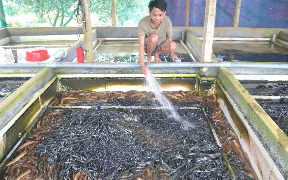 Nuôi con đặc sản dày đặc, ở Quảng Nam, nhà nào nuôi đều có khoản tiền lớn