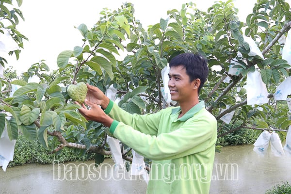Trồng na ra quả trái vụ, một nông dân ở Lào Cai thu lời trăm triệu/năm - Ảnh 2.