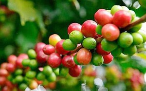 Giá cà phê hai sàn trái chiều, Arabica giảm liên tiếp, giá cà phê nội đi ngang trên diện rộng