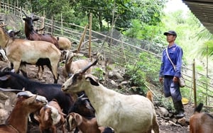 Thay đổi nếp nghĩ, cách làm giúp đồng bào dân tộc thiểu số ở vùng cao Sơn La vươn lên