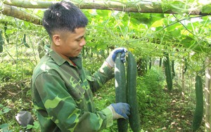 Bà con dân tộc thiểu số vùng biên giới Sơn La giàu lên nhờ chuyển đổi cơ cấu cây trồng trên đất dốc