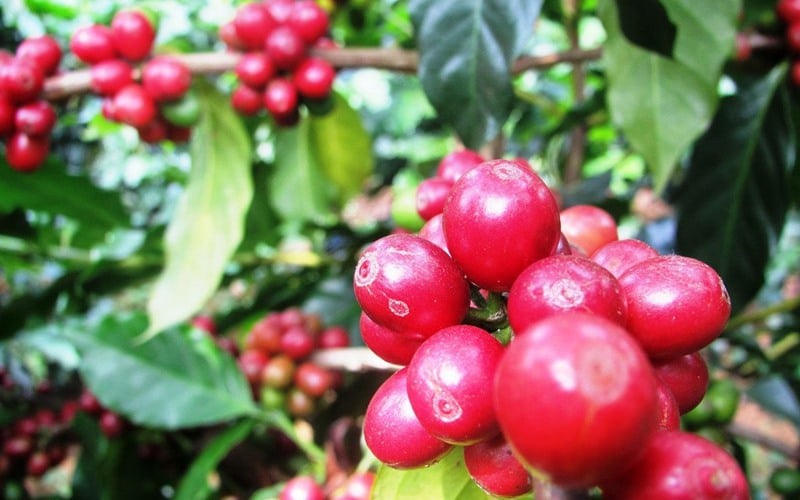 Giá cà phê hai sàn suy yếu, cà phê nội &quot;hụt hơi&quot; ghi nhận mức thấp nhất 51.600 đồng/kg