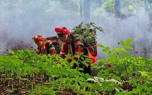 Mường Tè phát triển sản xuất nông nghiệp hàng hóa 