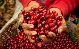 Arabica đảo chiều sụt giảm, giá cà phê trong nước ổn định