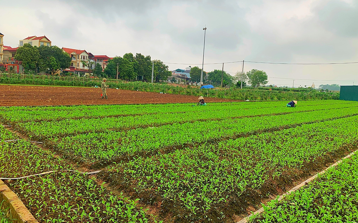 Một HTX ở Hà Nội trồng rau sạch doanh thu gần 4 tỷ/năm