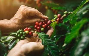 Robusta biến động nhẹ, cà phê nội giảm tiếp 100 đồng/kg