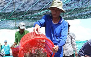 Giá tôm thẻ, tôm sú ở ĐBSCL diễn biến thế nào mà nhiều nông dân nuôi tôm đành "treo ao"