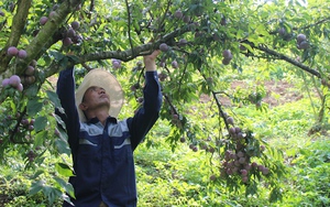 Phiêng Khoài: Trồng mận hậu, lão nông biên giới đổi đời