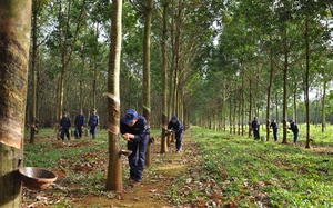 Cao su Thống nhất (TNC) lên kế hoạch lợi nhuận giảm 42,7%