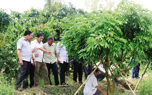 Cần Thơ: Nhiều mô hình vay vốn Quỹ HTND có thu nhập từ 500 triệu đồng - 2 tỷ đồng/dự án