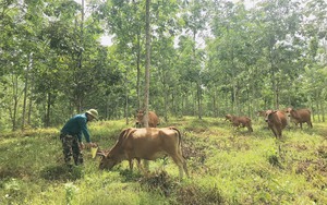 Xây dựng nông thôn mới tỉnh Quảng Nam: Đổi thay lớn ở huyện miền núi Hiệp Đức