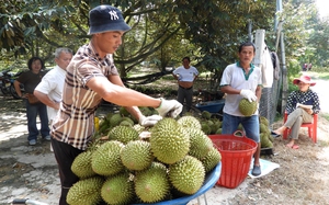 Vườn trái cây vụ hè ở Bình Dương, cứ bán là được giá, nhà nào cũng vui, sầu riêng hái xuống hết sạch