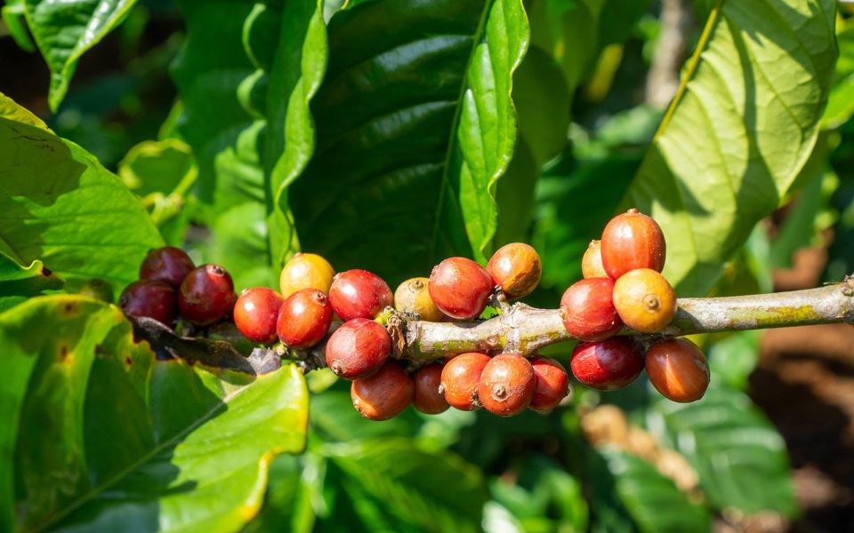 Giá cà phê hai sàn đảo chiều hồi phục, cà phê nội sát ngưỡng 62.000 đồng/kg
