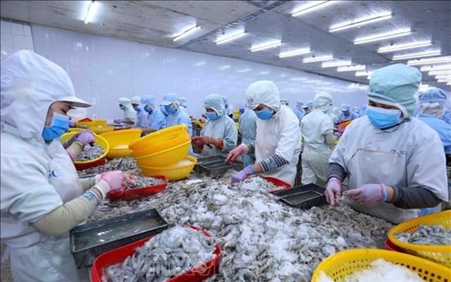 Giá tôm giảm đến 40%, Chủ tịch Thực phẩm Sao Ta 'hiến kế' giải quyết nút thắt