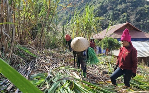 Nông dân Sơn La thu nhập cao nhờ liên kết với doanh nghiệp