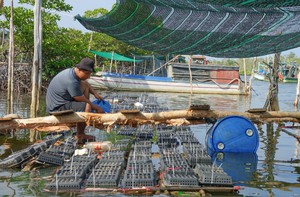 Anh nông dân Phú Quốc nuôi cua biển kiểu mới lạ, cả tuần cho ăn 2 lần, nhấc lên con nào to bán đắt tiền