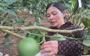 Nông dân Sơn La hé lộ cách trồng bưởi da xanh trên đồi ra trái quá trời, thu nửa tỷ/năm