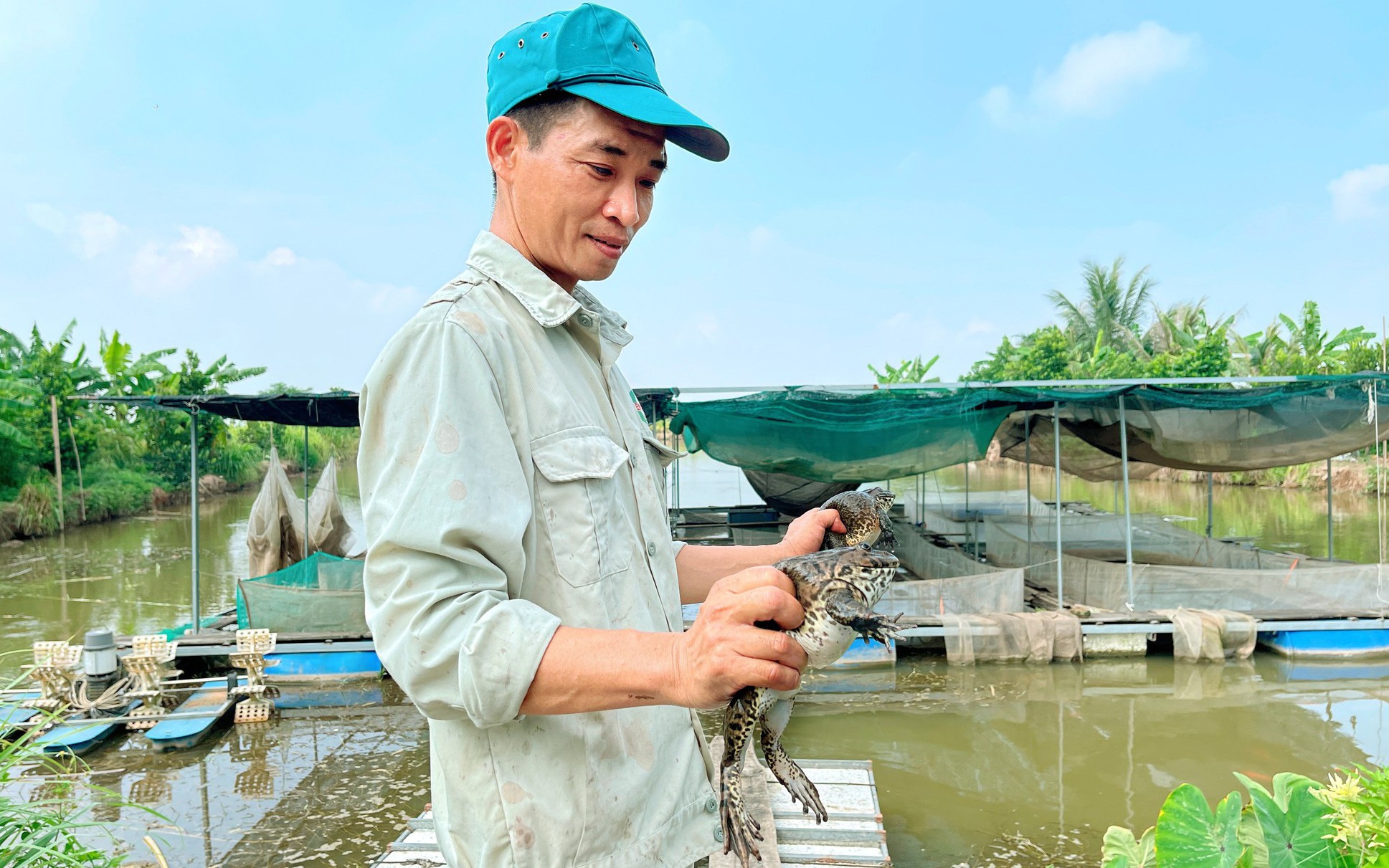 Trên nuôi con kêu ộp ộp, dưới thả cá chép Nhật Bản, anh nông dân Hải Phòng bắt bán mà giàu hẳn lên