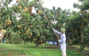 Nông dân vùng biên giới tỉnh Sơn La hồ hởi vào vụ thu hoạch nhãn