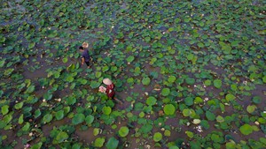 Giữa bốn bề vườn cây ăn trái, ruộng lúa, chàng trai trồng loài hoa bán bông, ngày nào cũng thu tiền triệu