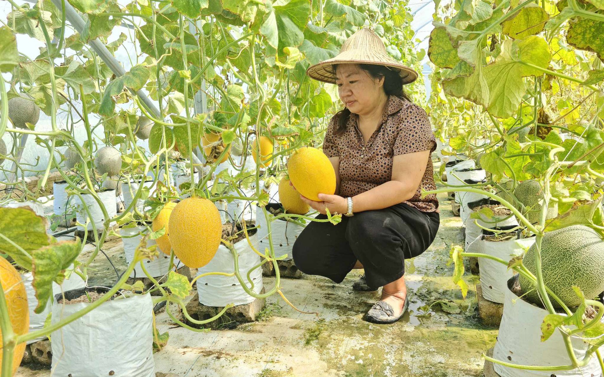 Trồng dưa lưới Nhật Bản, Đài Loan ứng dụng công nghệ cao, lợi nhuận tăng thấy rõ