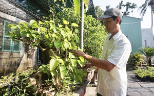 Vườn trồng cây cảnh ai đi ngang qua cũng trầm trồ hỏi mua, ông nông dân Quảng Nam làm không hết việc