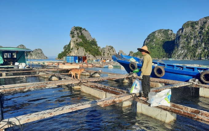 Cận cảnh ngành thủy sản nhiều tỷ đô ở vùng mỏ: Nghề nuôi cá biển 'vượt vũ môn'