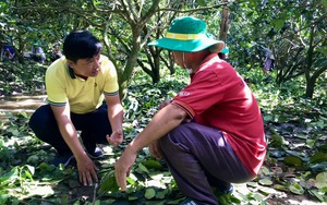 Cây ăn trái vùng ĐBSCL đối mặt với đất phèn, chuyên gia chỉ ra cách ứng phó 