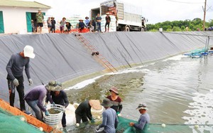 Xuống ao lót bạt ở một nơi của Quảng Ninh kéo tôm nuôi nặng cả lưới, tôm tươi nhảy rô rố