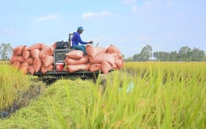 GS Võ Tòng Xuân: Tăng thêm vụ 3, Việt Nam đủ gạo xuất khẩu, giá lúa của nông dân có thể lên 10.000 đồng/kg