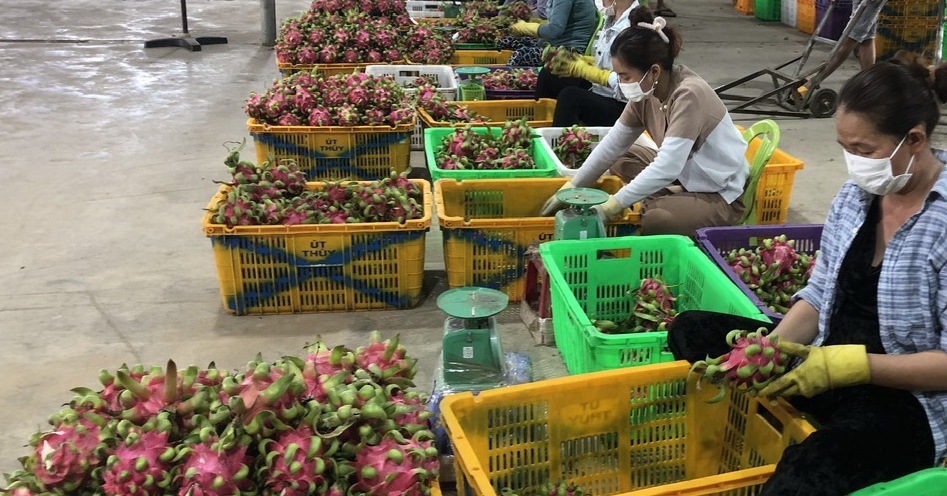 Bộ NNPTNT hướng dẫn tuân thủ chặt chẽ việc quản lý mã số vùng trồng và cơ sở đóng gói